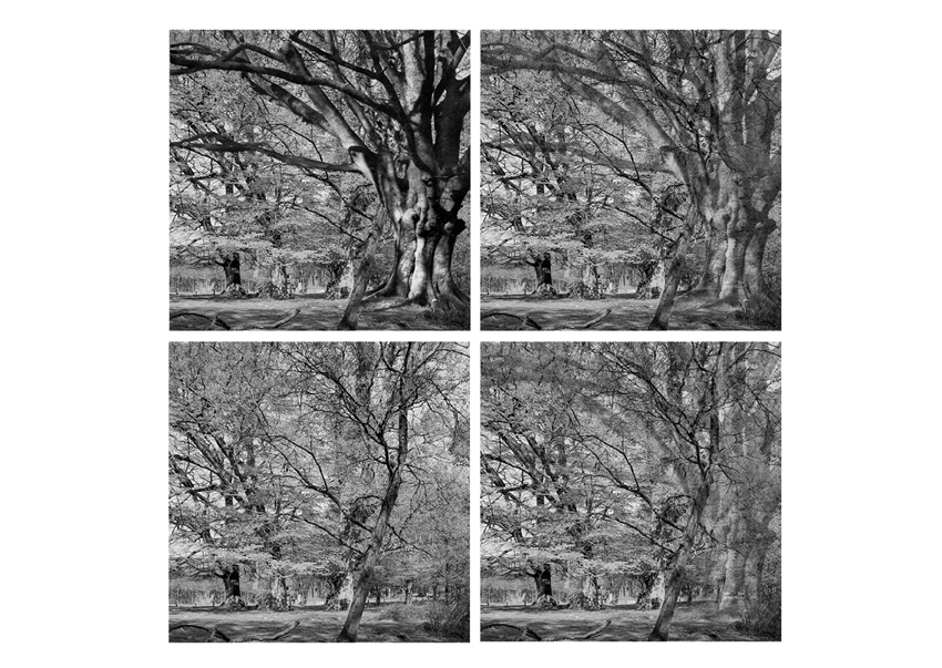 AllTrees